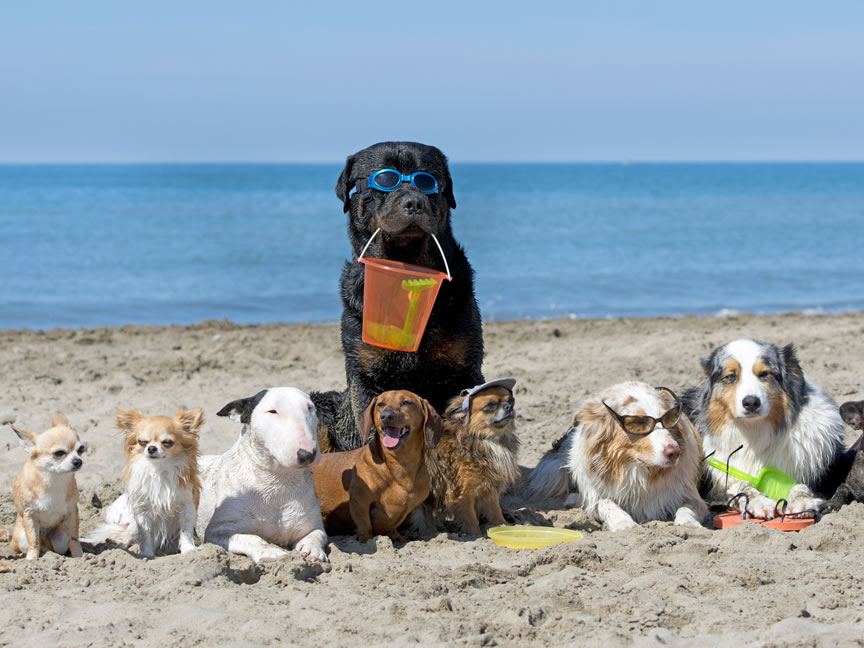 Moderador zorro lector Viajes en autocaravana y playas caninas - Nodes 25 ES