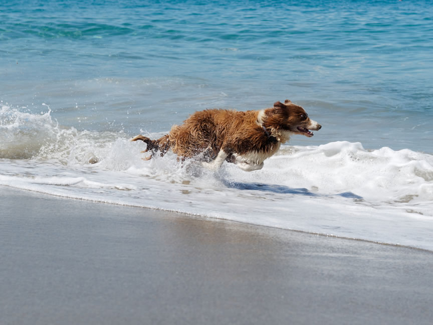 Nodes 25 - Viajes en autocaravana y playas caninas